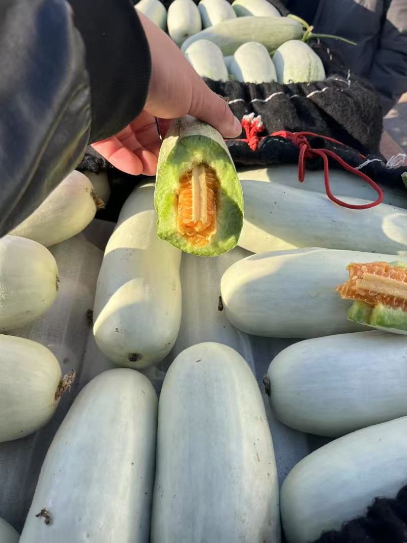 山东莘县产区博洋61上市中嚷口好口味嘎嘎甜，皮薄肉厚多汁