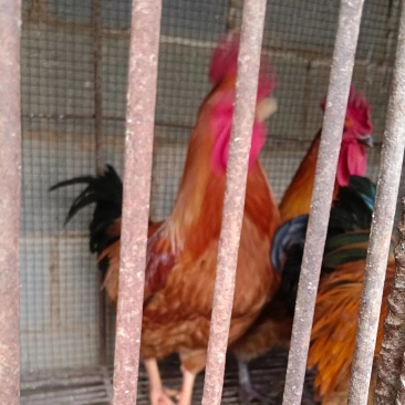 土鸡鸡苗批发