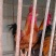 土鸡鸡苗批发