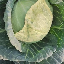 精品铁头圆包菜大量现货