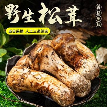 川西高原野生鲜松茸未开伞5-7cm精品,支持一件代发
