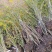 连翘树0.5~3cm100~150cm