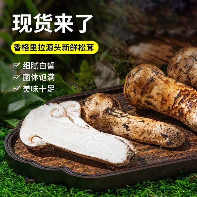 川西高原野生鲜松茸未开伞5-7cm精品，支持一件代发