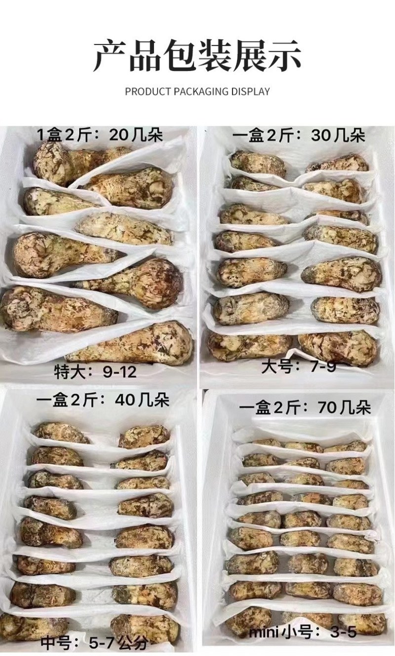 川西高原野生鲜松茸未开伞5-7cm精品，支持一件代发