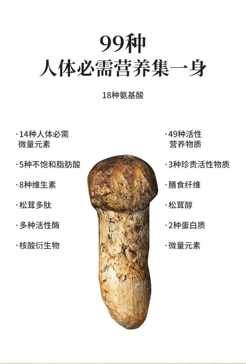 川西高原野生鲜松茸未开伞5-7cm精品，支持一件代发