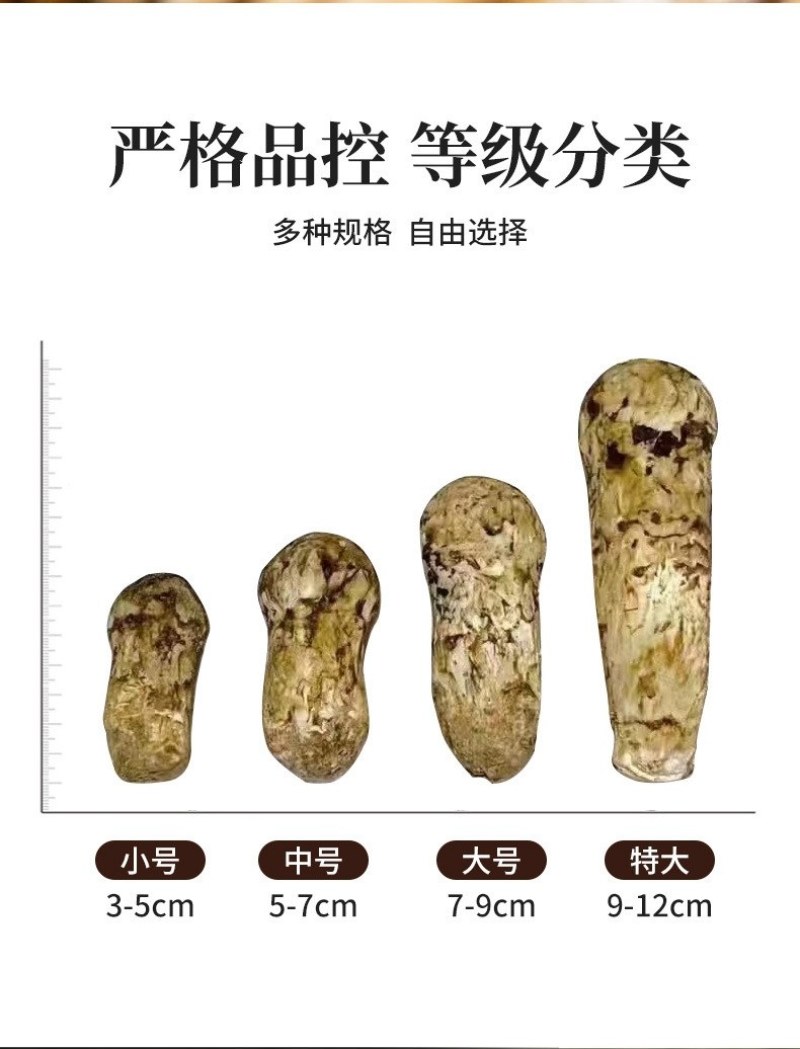 川西高原野生鲜松茸未开伞5-7cm精品，支持一件代发