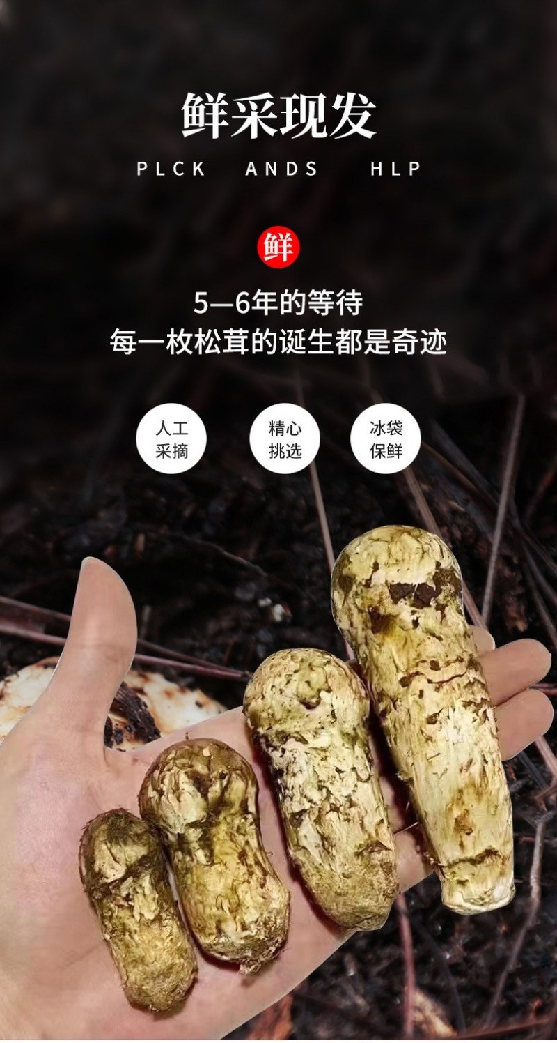 川西高原野生鲜松茸未开伞5-7cm精品，支持一件代发