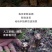 川西高原野生鲜松茸未开伞5-7cm精品,支持一件代发