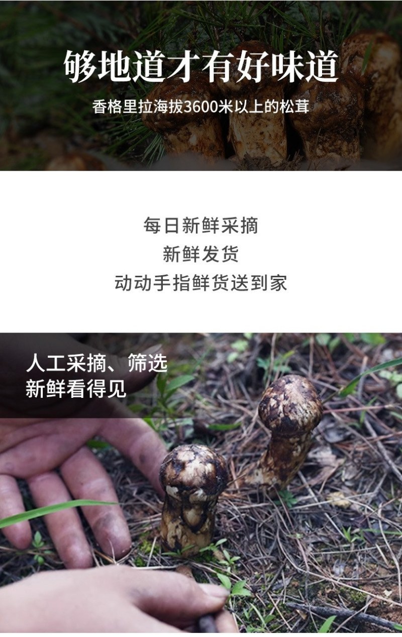 川西高原野生鲜松茸未开伞5-7cm精品，支持一件代发