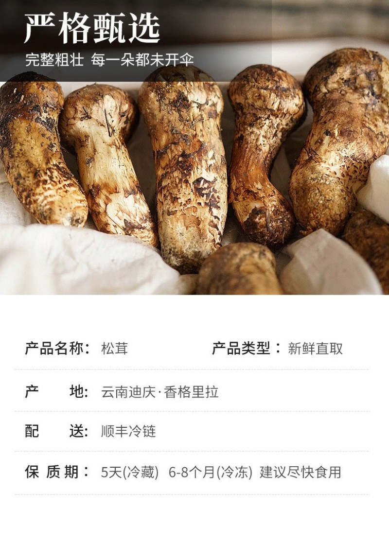 川西高原野生鲜松茸未开伞5-7cm精品，支持一件代发