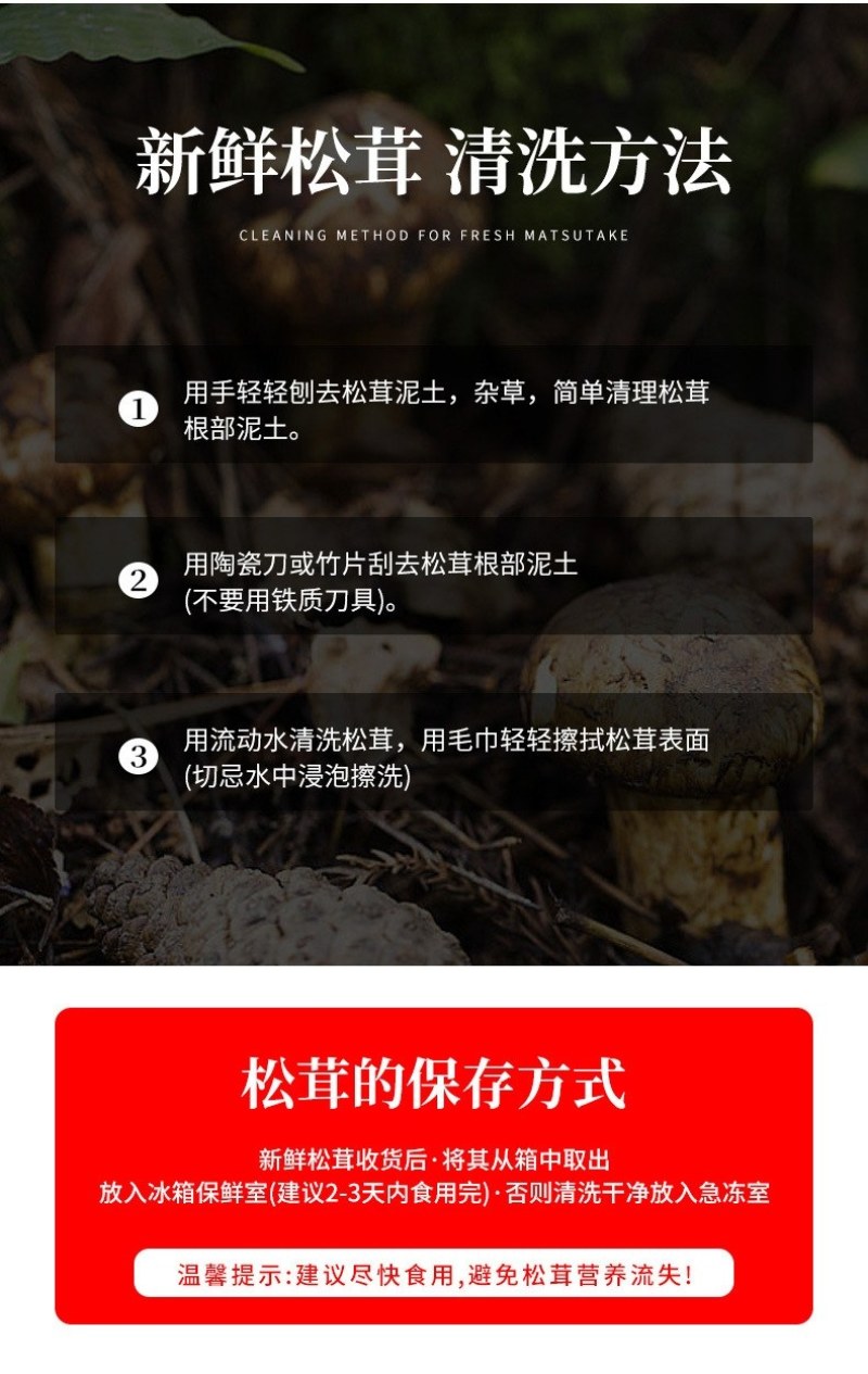 川西高原野生鲜松茸未开伞5-7cm精品，支持一件代发