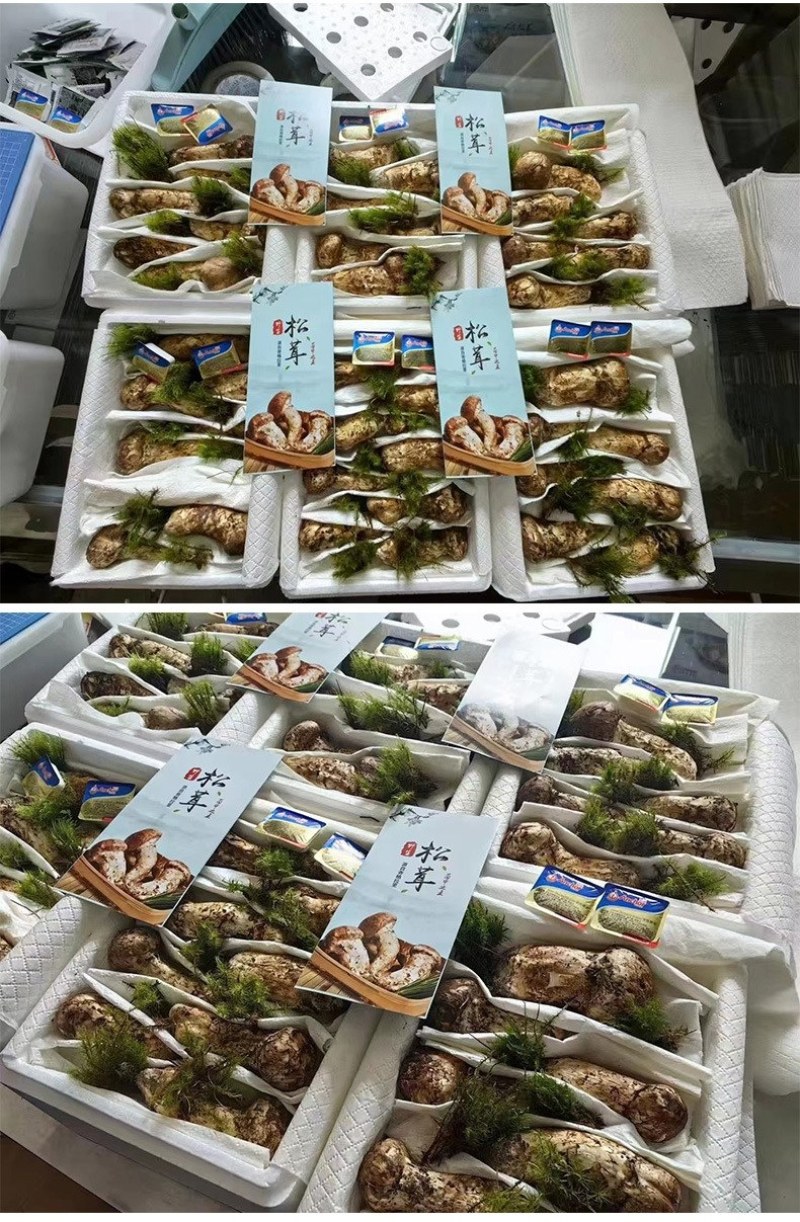 川西高原野生鲜松茸未开伞5-7cm精品，支持一件代发