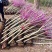 基地大量出售2-8公分紫荆