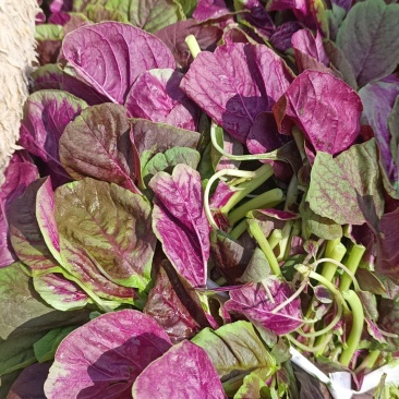 苋菜红苋菜新鲜现摘货源充足价格实惠欢迎联系