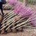 基地大量出售2-8公分紫荆