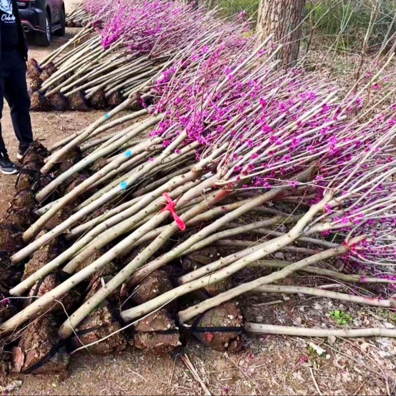 基地大量出售2-8公分紫荆
