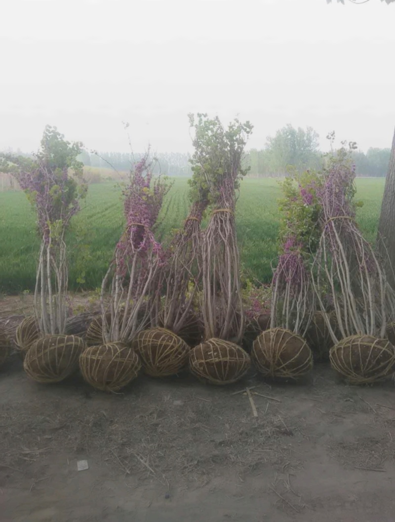 基地大量出售2-8公分紫荆