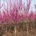 基地大量出售2-8公分紫荆