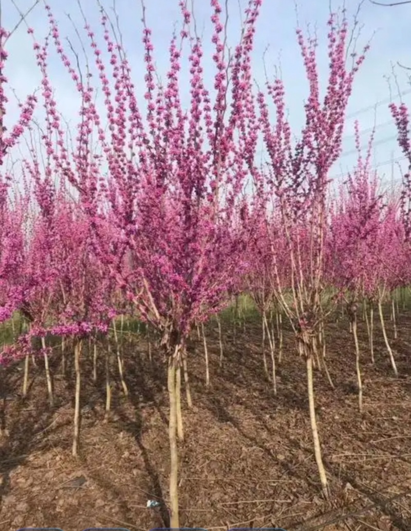 基地大量出售2-8公分紫荆