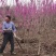 基地大量出售2-8公分紫荆