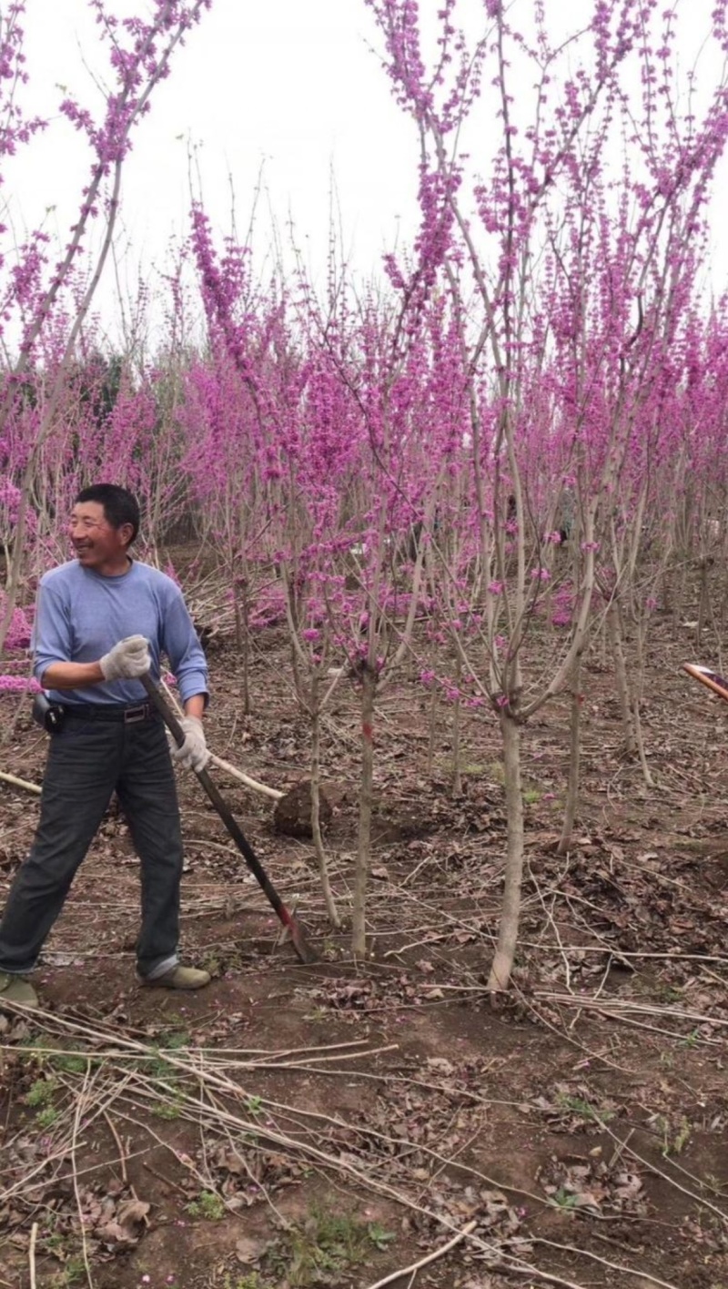 基地大量出售2-8公分紫荆