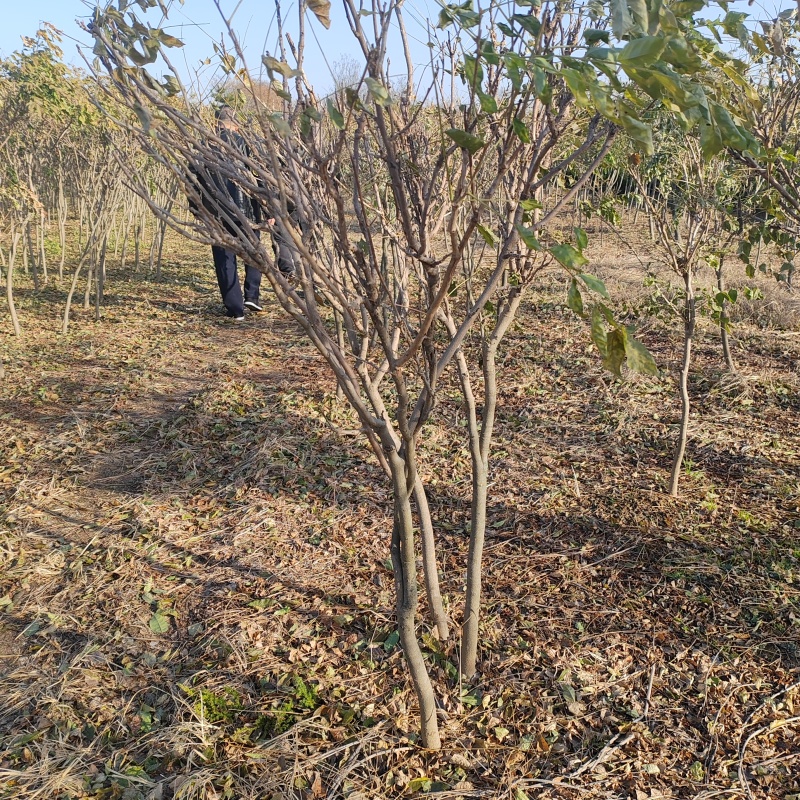 基地大量1-10公分紫藤