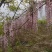 基地大量1-10公分紫藤