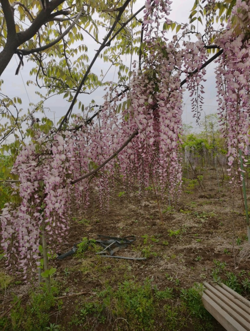 基地大量1-10公分紫藤