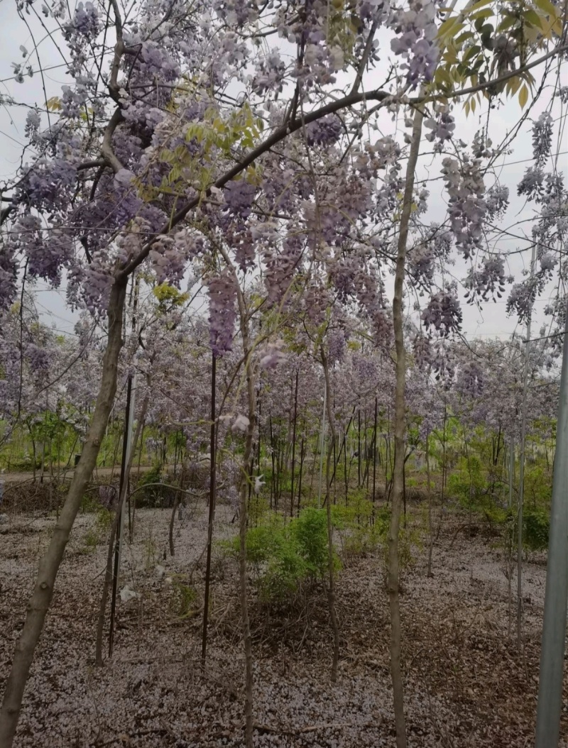 基地大量1-10公分紫藤