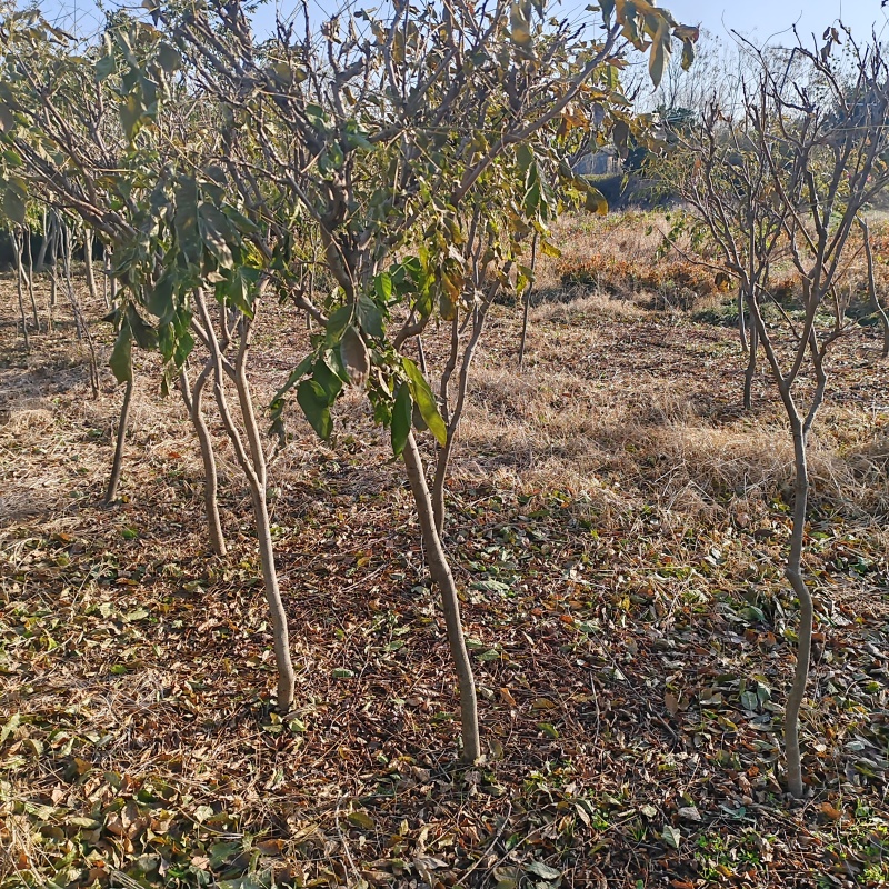 基地大量1-10公分紫藤