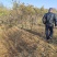 基地大量1-10公分紫藤
