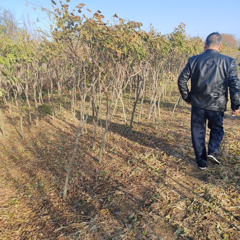 基地大量1-10公分紫藤