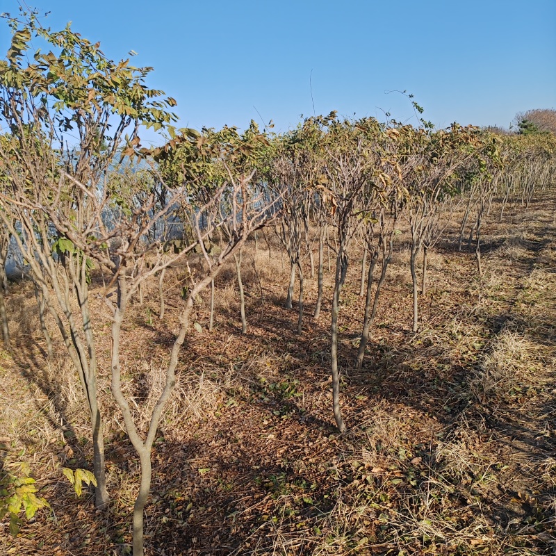 基地大量1-10公分紫藤