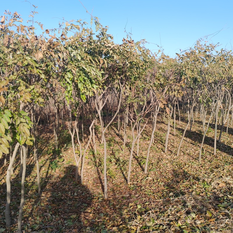 基地大量1-10公分紫藤
