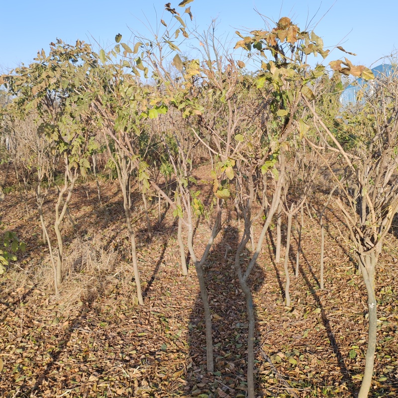 基地大量1-10公分紫藤