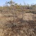 基地大量1-10公分紫藤