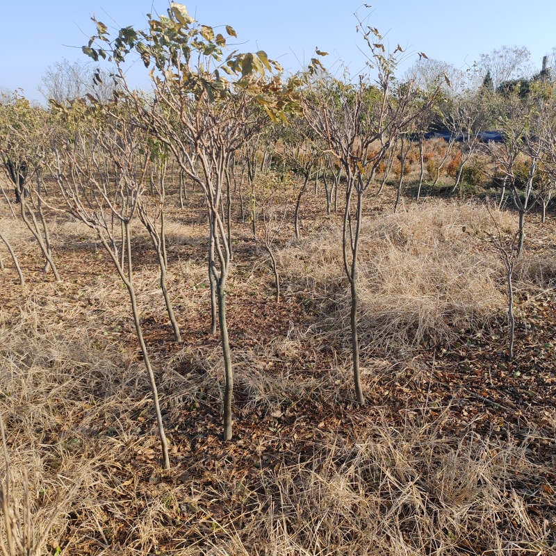 基地大量1-10公分紫藤
