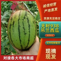 【实力】陕西蒲城无籽938吊兰/金乐丰小吊瓜/小糖丸吊瓜