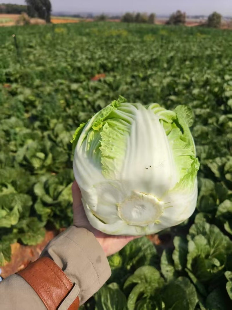 精品大白菜