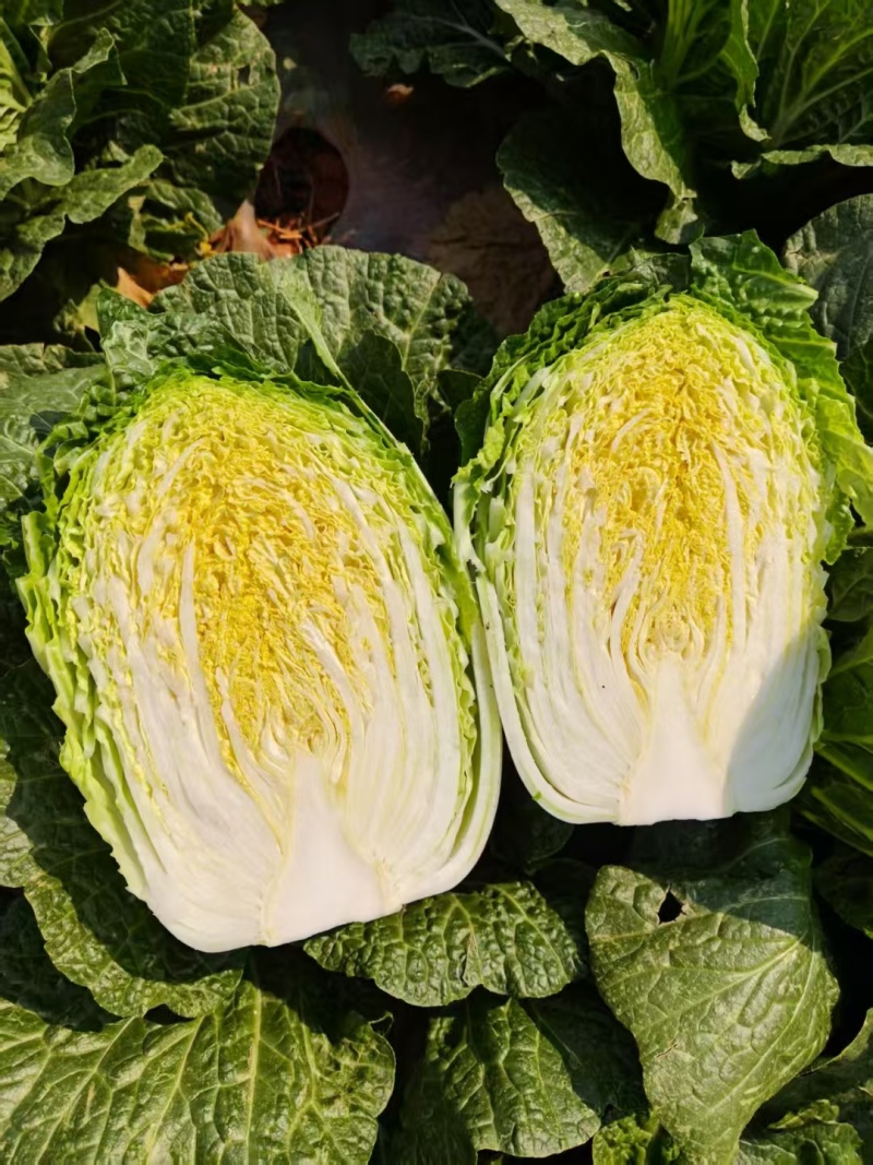 精品大白菜