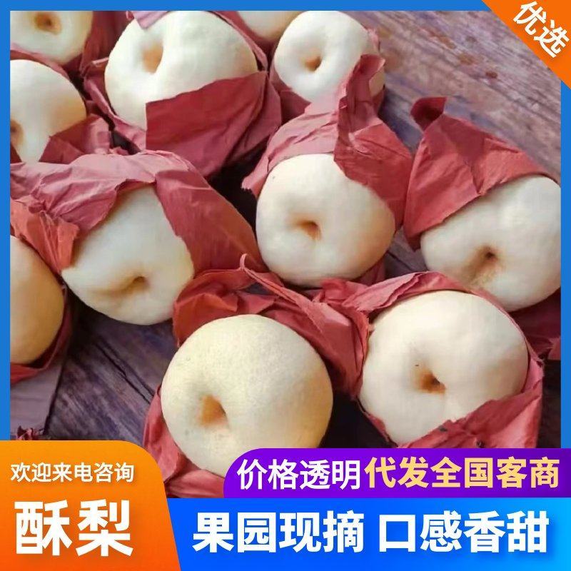 陕西蒲城酥梨高次二检摸袋子手抓袋质量保证价格便宜
