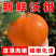 沃柑纯甜沃柑无干水，冻伤商品果大量有货