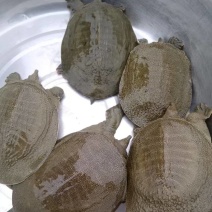 需要甲鱼加我详聊
