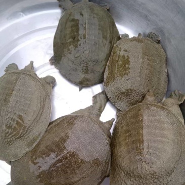 需要甲鱼加我详聊