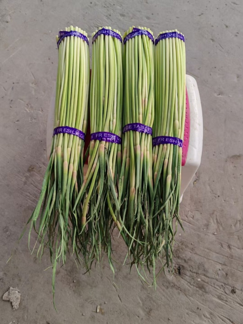 精品红帽蒜苔新鲜蒜薹产地一手货源价格优惠对接全国市场