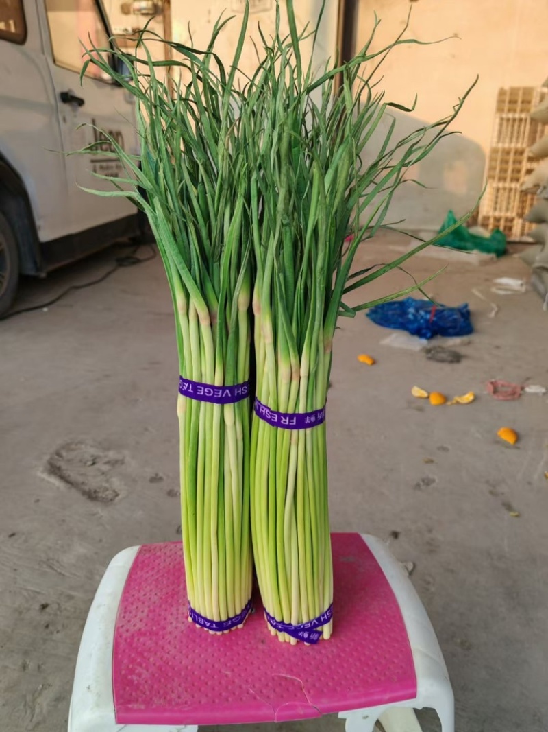 精品红帽蒜苔新鲜蒜薹产地一手货源价格优惠对接全国市场