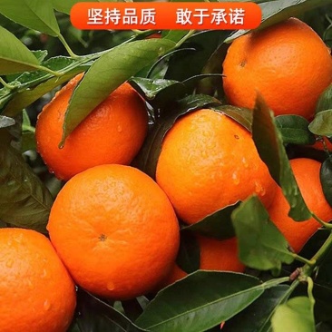 沃柑纯甜沃柑无干水，冻伤商品果大量有货