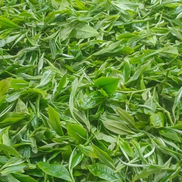 古树