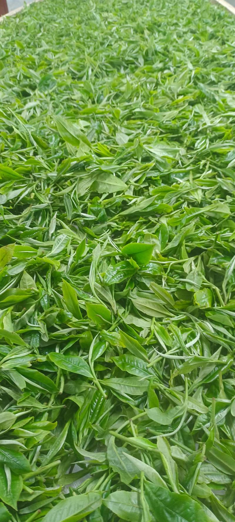 古树