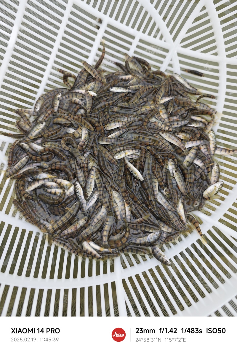 浙江溪石斑鱼苗鱼种，军鱼苗，成品军鱼
